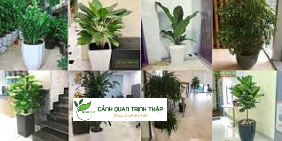 Thuê Cây Xanh Văn Phòng Giá Rẻ Hà Nội